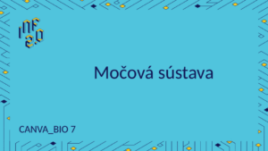 BIO7 - H01 - Močová sústava - Canva